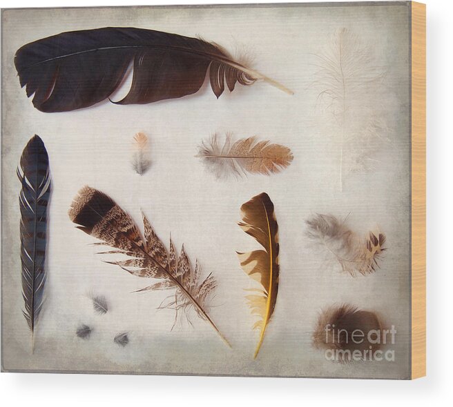 Feathers Wood Print featuring the photograph Finding Feathers 2 by Angie Rea