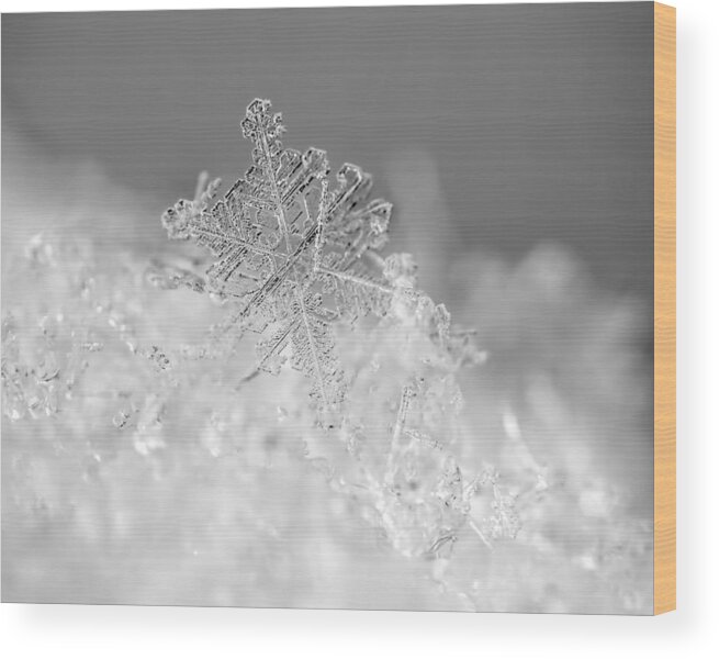 Snowflake Wood Print featuring the photograph First Snowflake by Rona Black