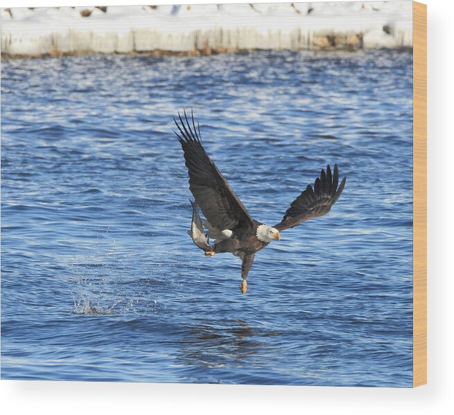 American Bald Eagle Wood Print featuring the photograph Fishing Ballet by Coby Cooper
