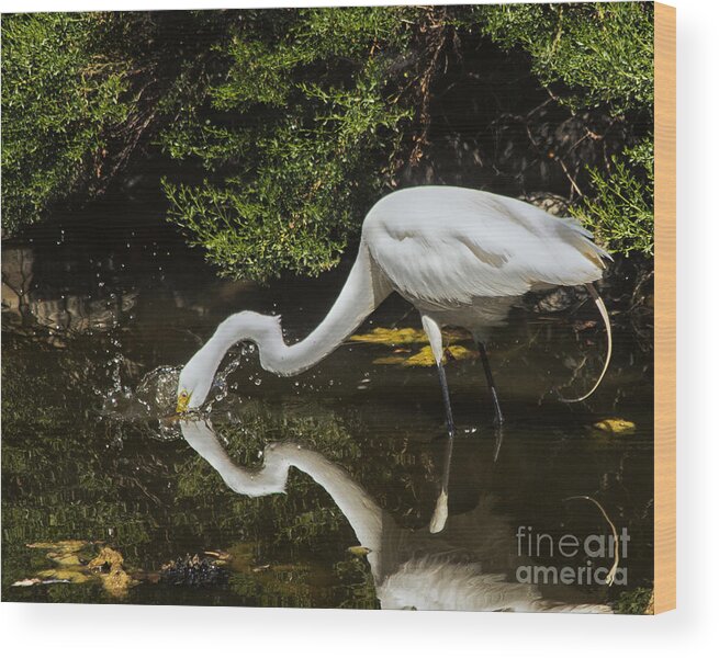  Egret Wood Print featuring the photograph Splash by Paul Gillham