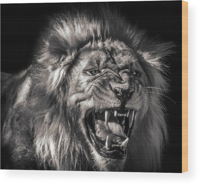 Lions Wood Print featuring the photograph Flehmens Response by Elaine Malott
