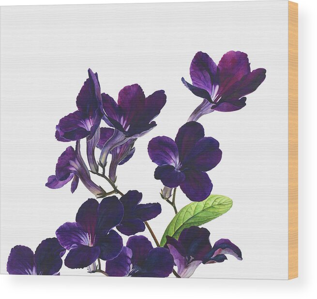 Attractive Wood Print featuring the photograph Flower Stems Of Purple Streptocarpus by Ikon Ikon Images