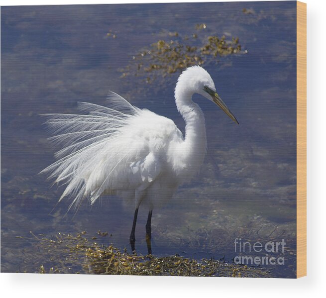 Egret Wood Print featuring the photograph Fluffed by Joe Geraci