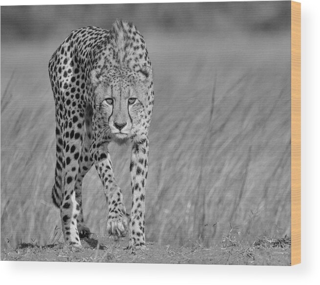 Cheetah Wood Print featuring the photograph Focused Predator by Jaco Marx
