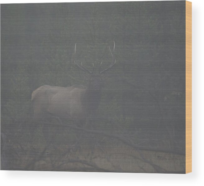 Foggy Wood Print featuring the photograph Foggy Morning Bull elk by Gary Langley