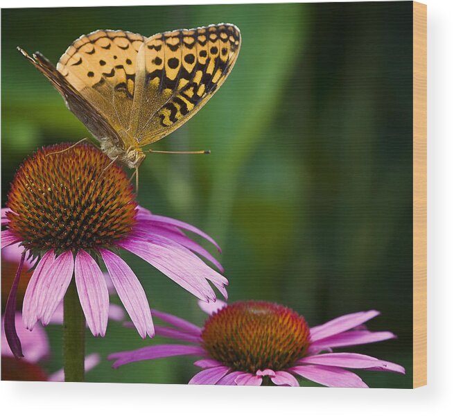 Butterfly Wood Print featuring the photograph Fritellary on Cone Flower by Michael Dougherty