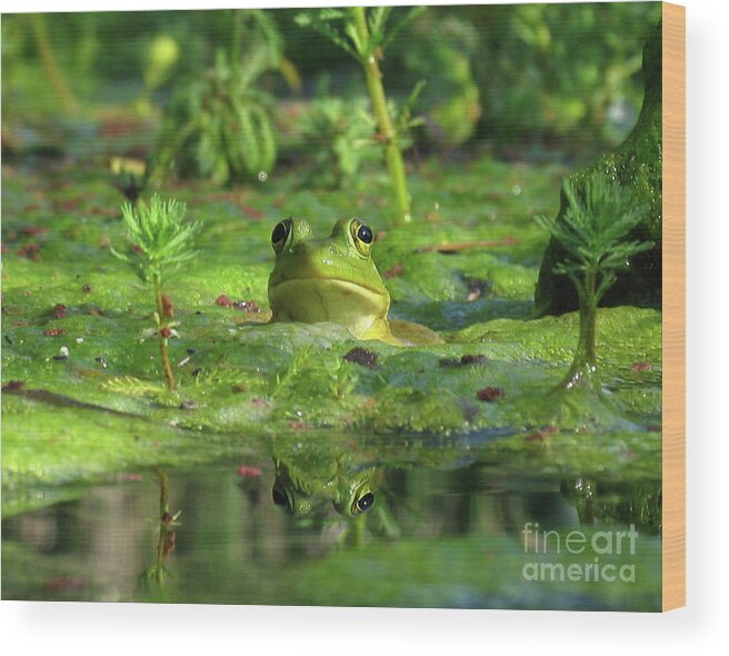 Frog Wood Print featuring the photograph Frog by Douglas Stucky