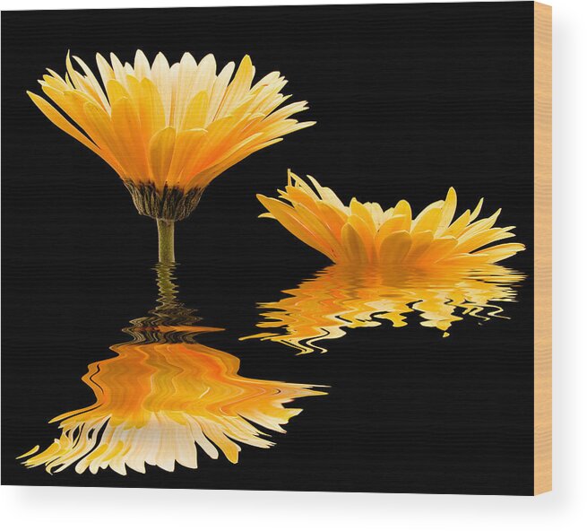 Flower Wood Print featuring the photograph Gerbera reflection by Jean Noren