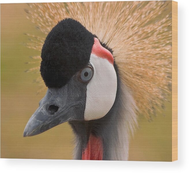 Grey Crowned Crane Wood Print featuring the photograph Gettin' in My Face by Theo OConnor