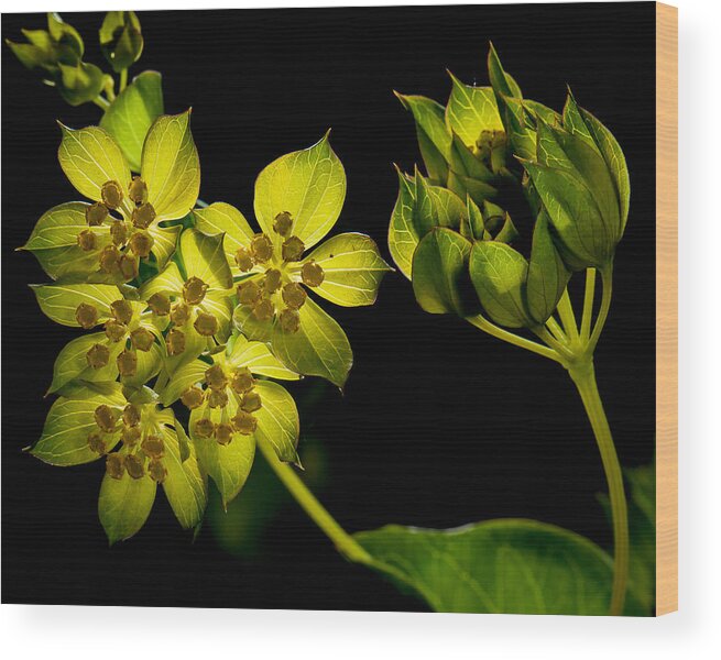 Black Background Wood Print featuring the photograph Glow by Len Romanick