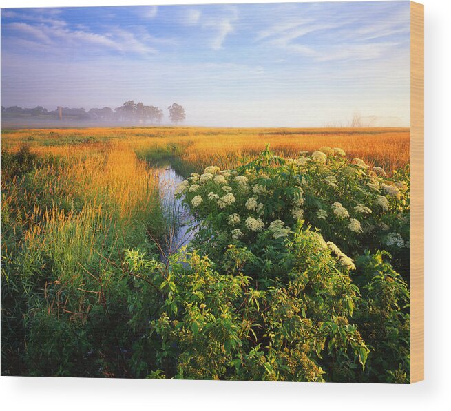 Sunset Wood Print featuring the photograph Golden Grassy Glow by Ray Mathis