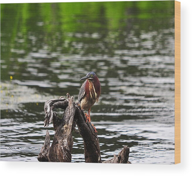 Heron Wood Print featuring the photograph Gorgeous Green Heron by Al Powell Photography USA