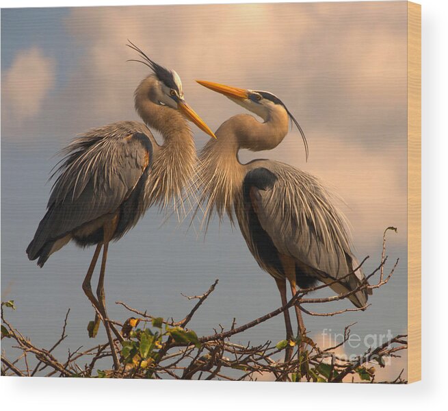 Great Wood Print featuring the photograph Great Blue Heron Pair Courting by Jane Axman