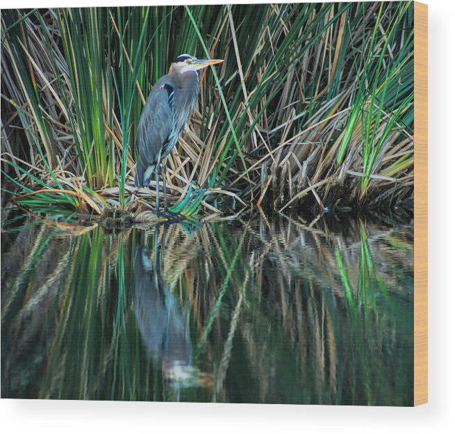 Nature Wood Print featuring the photograph Great Blue Heron by Tammy Espino