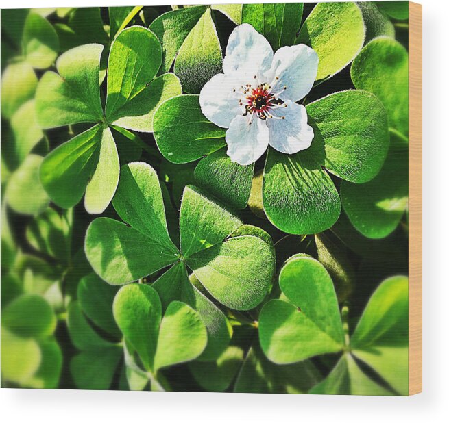 Outdoors Wood Print featuring the photograph Green Clover by Life Through My Lens