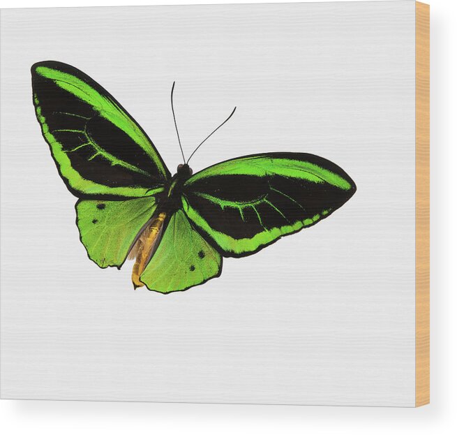 White Background Wood Print featuring the photograph Green Patterned Butterfly Flying by Stanley45