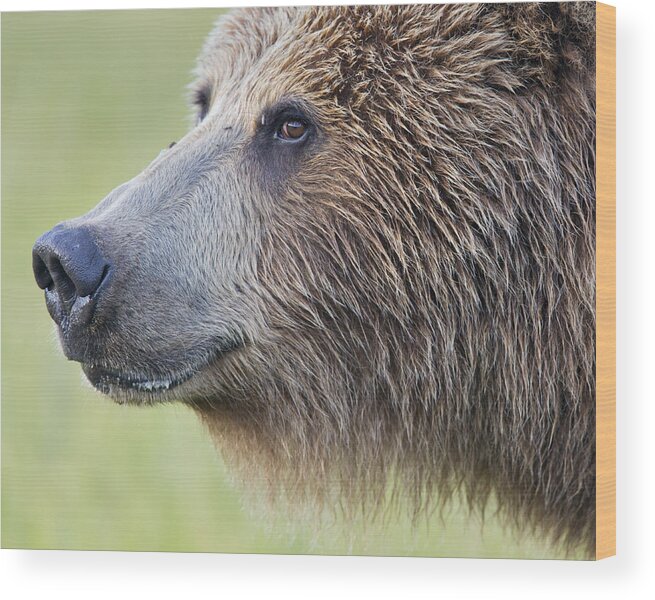 Richard Garvey-williams Wood Print featuring the photograph Grizzly Bear Lake Clark Np Alaska by Richard Garvey-Williams