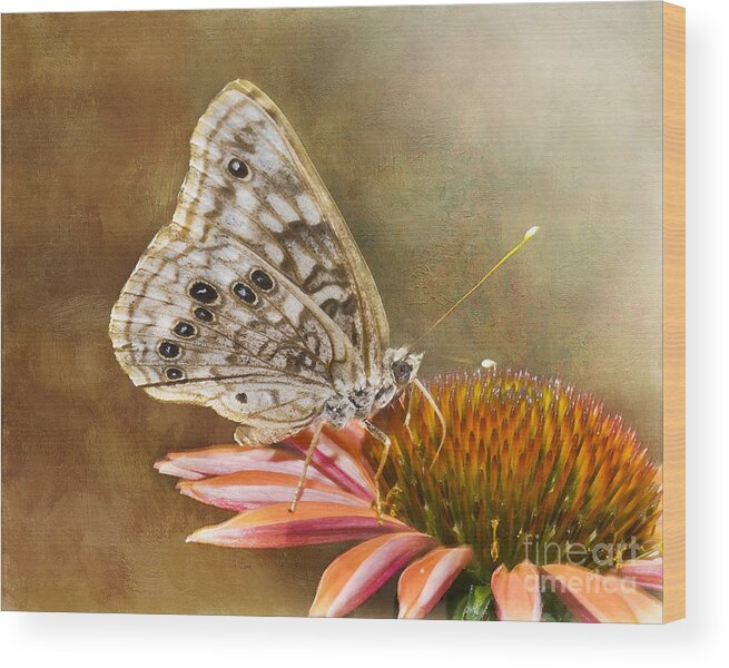 Butterfly Wood Print featuring the photograph Hackberry Emperor Butterfly 2 by Betty LaRue