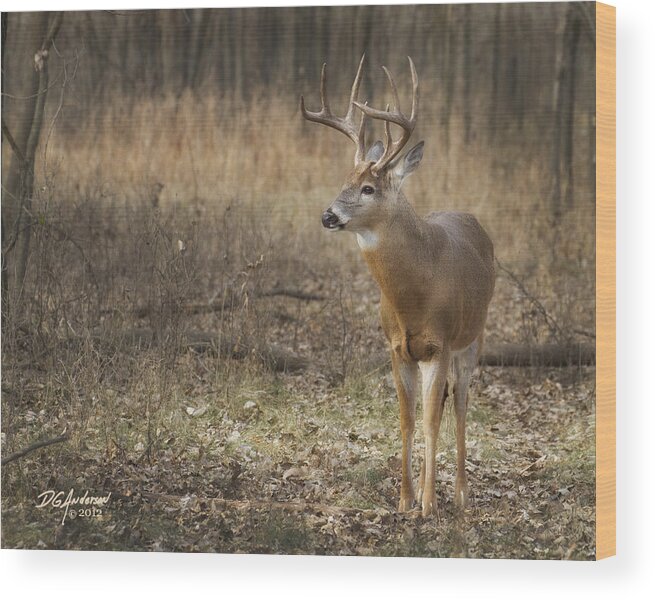 White Tail Wood Print featuring the photograph Handsome MN buck by Don Anderson