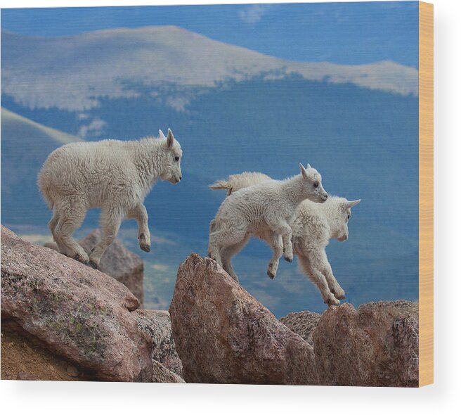 Mountain Goats; Posing; Group Photo; Baby Goat; Nature; Colorado; Crowd; Baby Goat; Mountain Goat Baby; Happy; Joy; Nature; Brothers Wood Print featuring the photograph Happy Landing by Jim Garrison