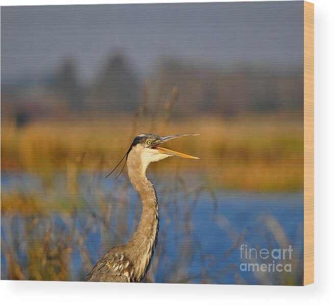 Great Blue Heron Wood Print featuring the photograph Hawking Heron by Al Powell Photography USA