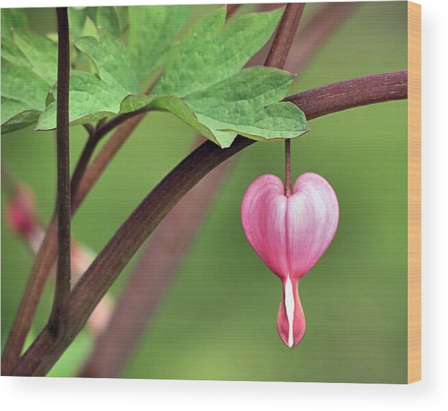Heartdrop Wood Print featuring the photograph Heartdrop by Janice Drew