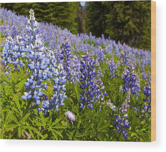 Alpine Prints Wood Print featuring the photograph Heavenly Blue Lupins by Theresa Tahara