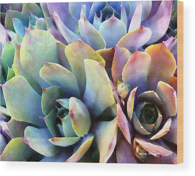 Hens And Chicks Photography Wood Print featuring the painting Hens and Chicks series - Soft Tints by Moon Stumpp