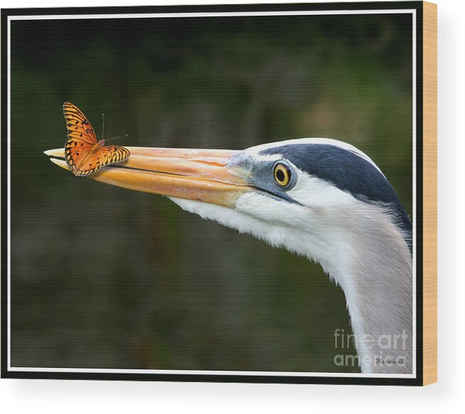 Fauna Wood Print featuring the photograph Heron and Butterfly by Mariarosa Rockefeller
