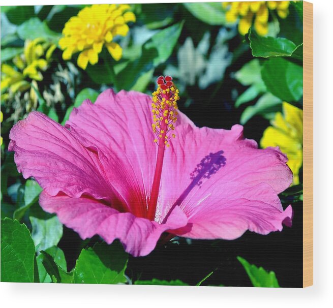 Hibiscus Wood Print featuring the photograph Hibiscus by Deena Stoddard