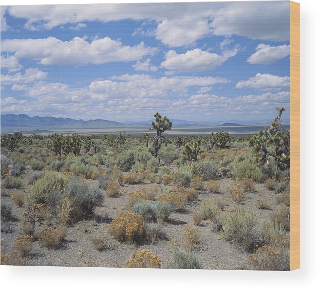 Artemisia Wood Print featuring the photograph High-altitude Desert, Nevada by Charlie Ott
