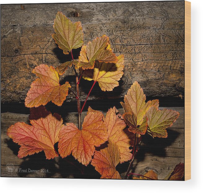 High Bush Cranberry Leaves Wood Print featuring the photograph High bush Cranberry Leaves by Fred Denner