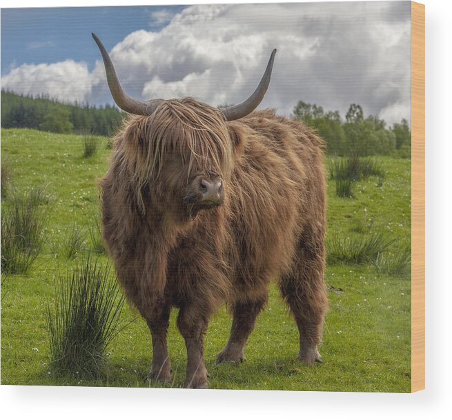 Scotland Wood Print featuring the photograph High Know Brown Cow by Terry Cosgrave