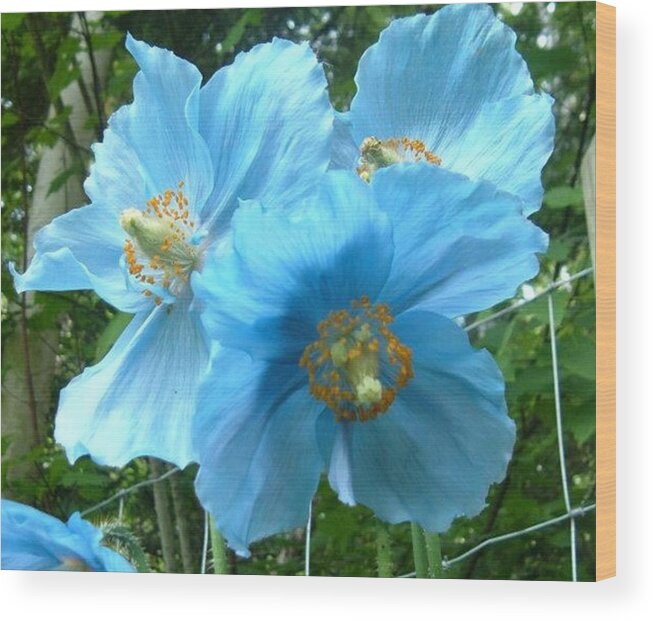 Rare Flower Wood Print featuring the photograph Himalayan Poppy by Sharon Duguay