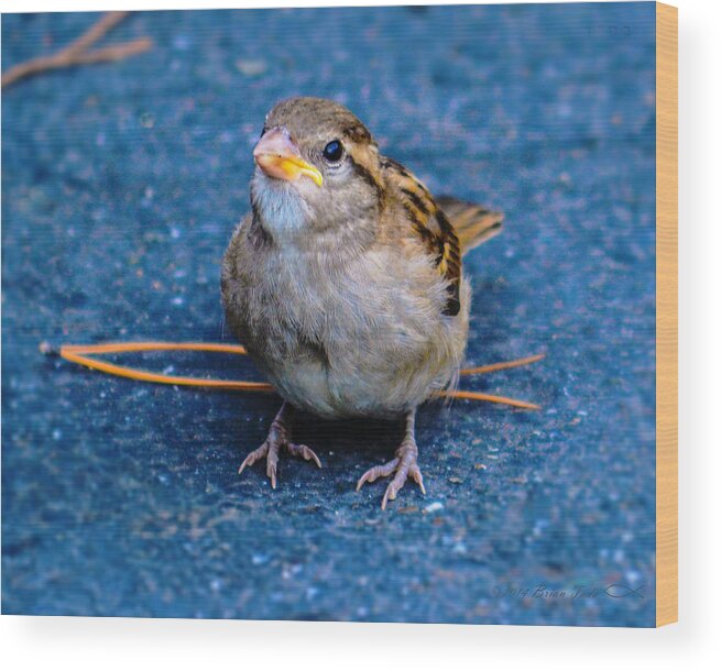 House Sparrow Wood Print featuring the photograph His Eye Is On the Sparrow by Brian Tada