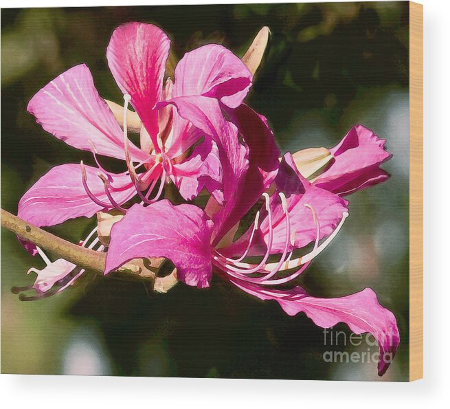 Pink Flowers Wood Print featuring the mixed media Hong Kong Orchid Tree Flower Blooms by Sherry Curry