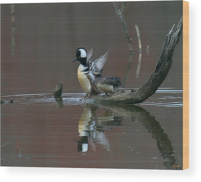 Nature Wood Print featuring the photograph Hooded Mergansers DWF017 by Gerry Gantt