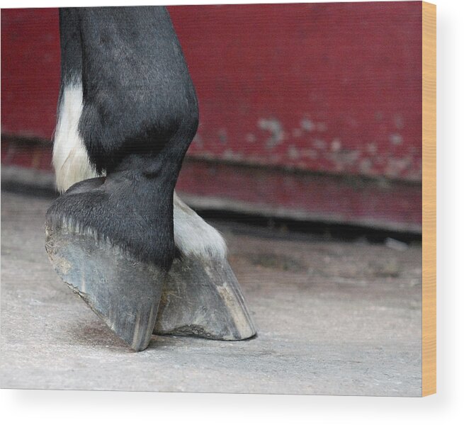 Equus Ferus Caballus Wood Print featuring the photograph Hooves by Lisa Phillips