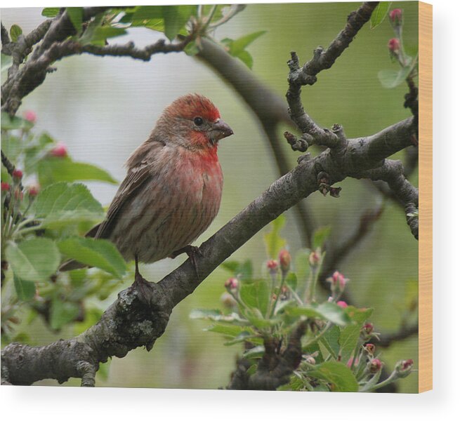 Wildlife Wood Print featuring the photograph House Finch in Apple Tree by William Selander