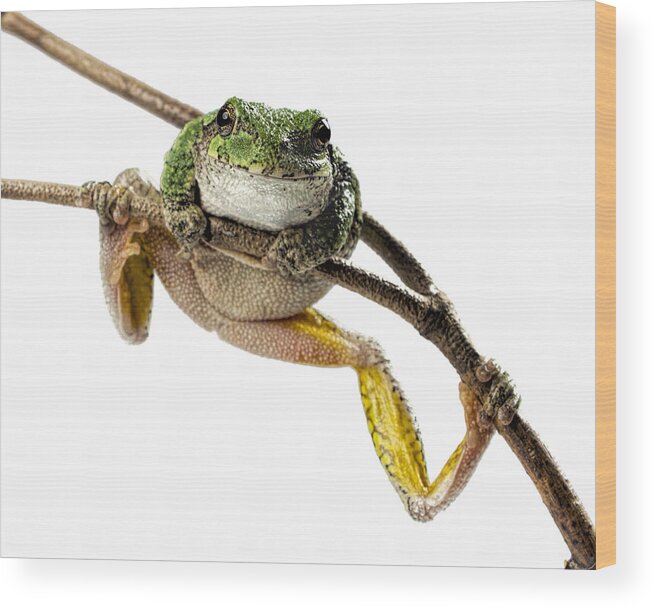 Frog Wood Print featuring the photograph How You Doin? by John Crothers