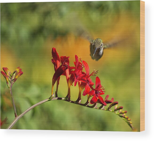 Hummingbird Wood Print featuring the photograph Hummingbird Materializing by Belinda Greb