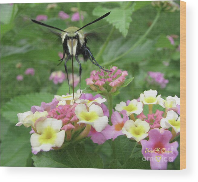  Insect Wood Print featuring the photograph Hummingbird Moth by Donna Brown