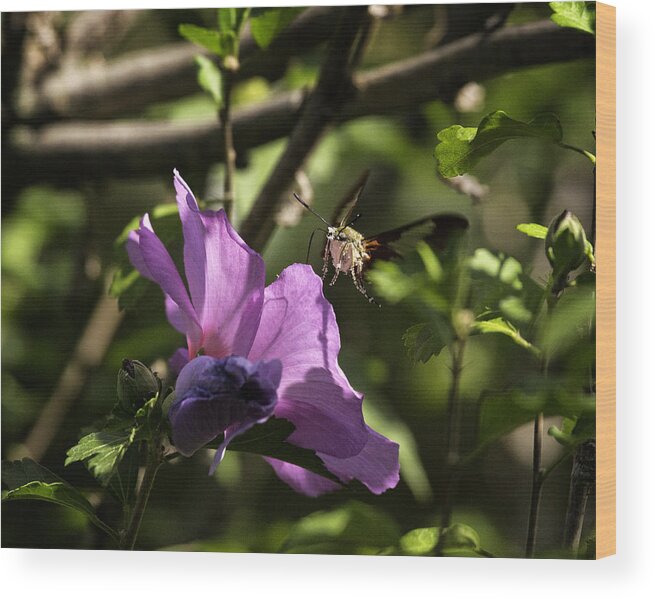 Hummingbird Moth Wood Print featuring the photograph Hummingbird Moth on Rose of Sharon by Michael Dougherty