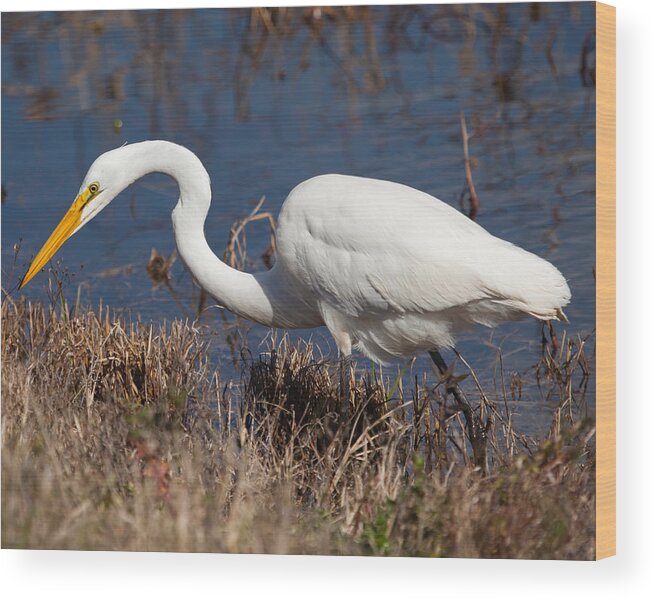  Wood Print featuring the photograph Hunting for Lunch by Gregory Daley MPSA