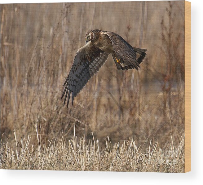 Raptor Wood Print featuring the photograph Hunting Harrier by Craig Leaper