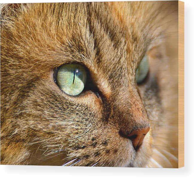 Cat Wood Print featuring the photograph Hypnotic by Jody Partin