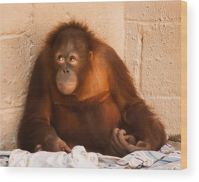 Monkey Wood Print featuring the photograph I Didn't Mean To Do It by Robert L Jackson