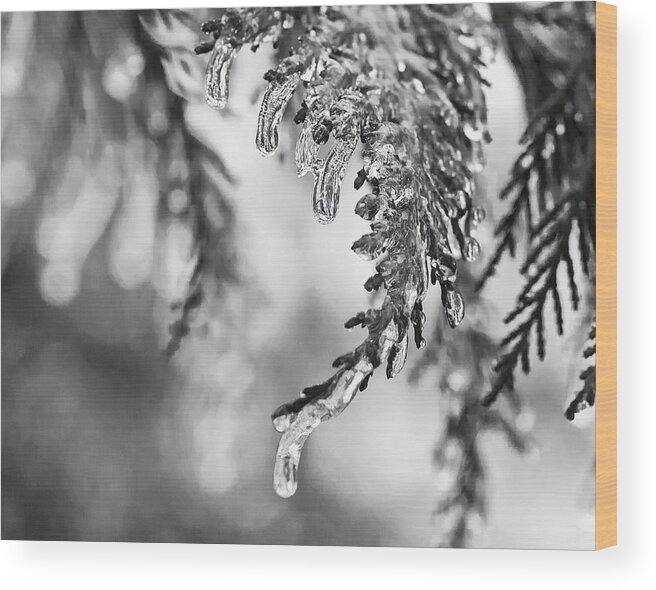 Black White Wood Print featuring the photograph Ice by Carol Erikson