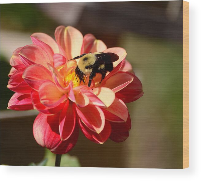 Dahlia Wood Print featuring the photograph I'm on the new Pollen Diet by Lori Tambakis