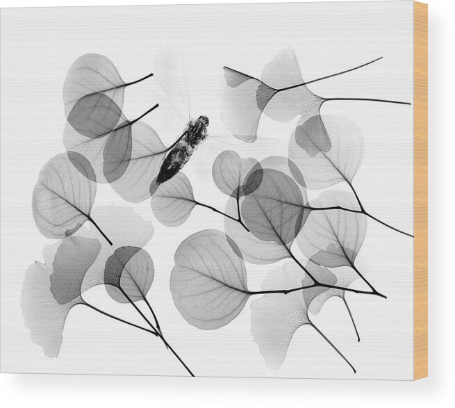 Plant Wood Print featuring the photograph Insect And Plant Leaves by Albert Koetsier X-ray